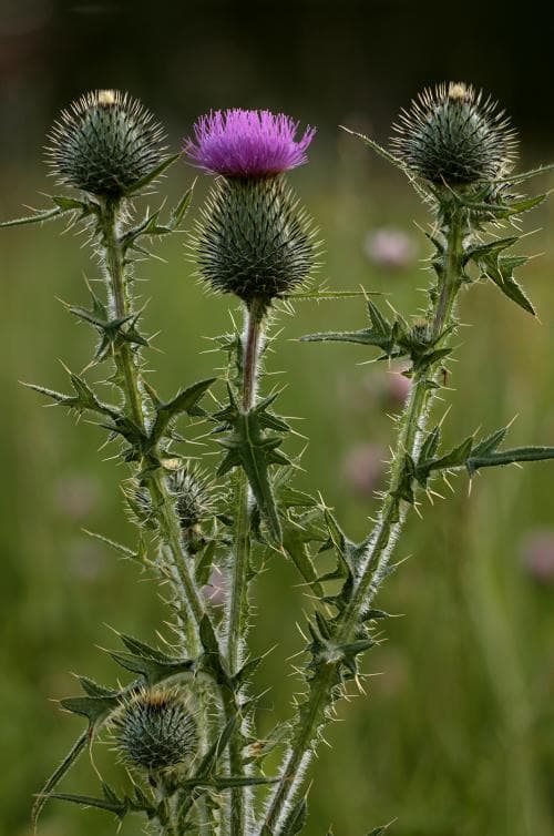 vägtistel Cirsium vulgare