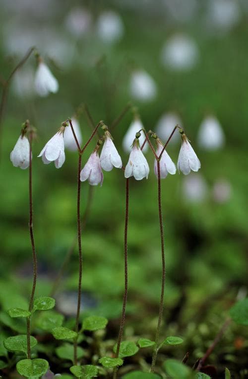 linnea Linnaea borealis