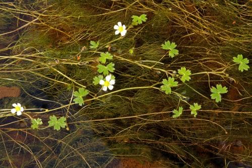 sköldmöja Ranunculus peltatus