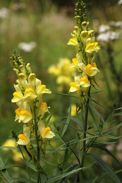 gulsporre Linaria vulgaris