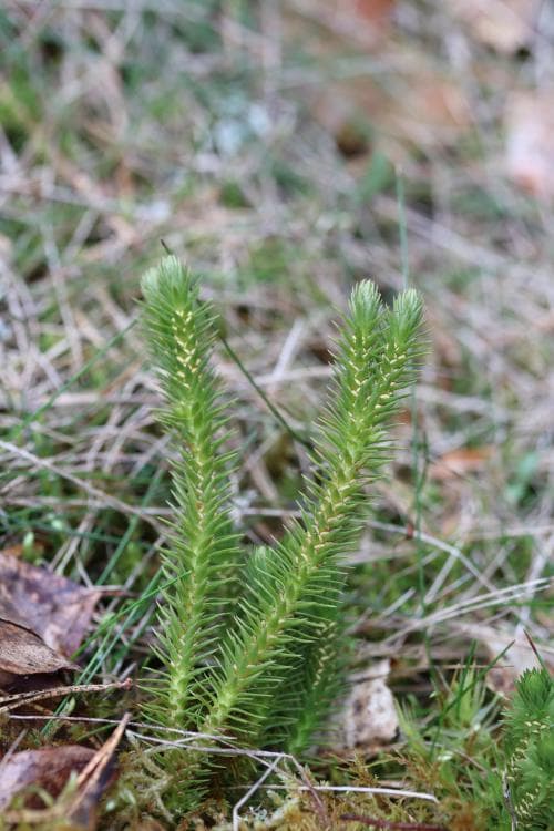 äkta lopplummer Huperzia europaea