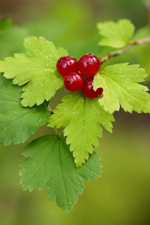måbär Ribes alpinum