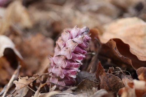 vätteros Lathraea squamaria