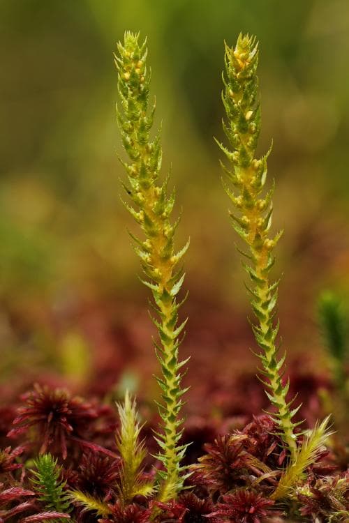 dvärglummer Selaginella selaginoides
