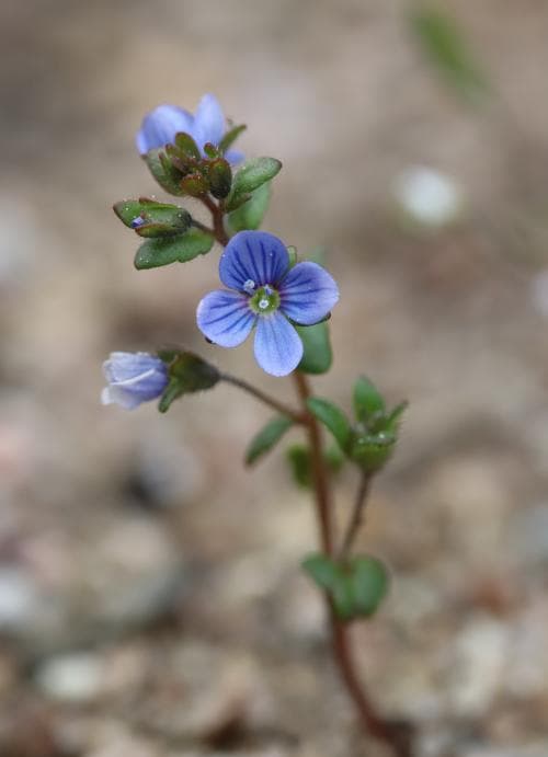 alvarveronika Veronica praecox