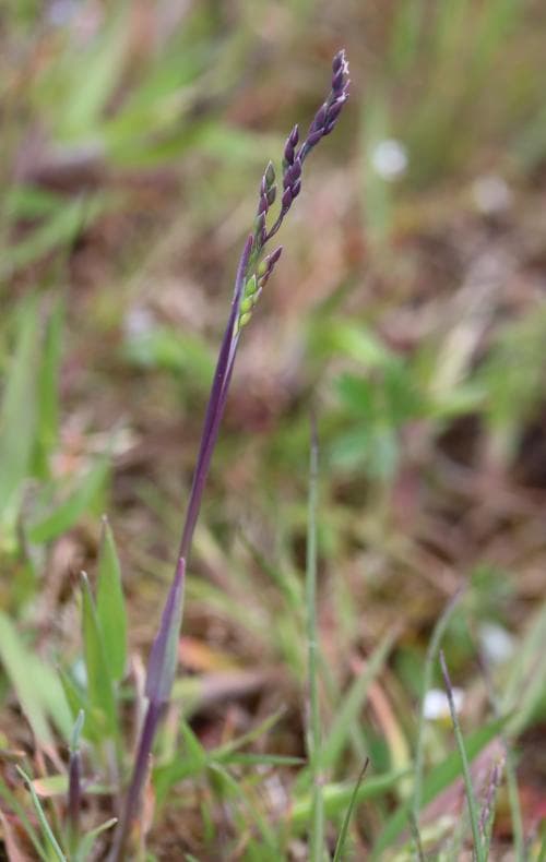 sandbrodd Milium vernale