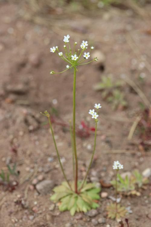 grusviva Androsace septentrionalis