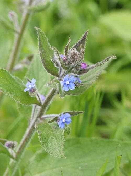 hästtunga Pentaglottis sempervirens