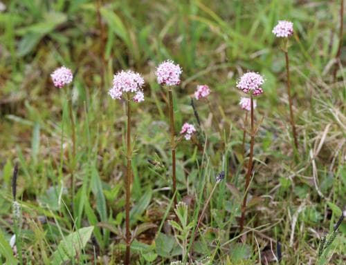 småvänderot Valeriana dioica