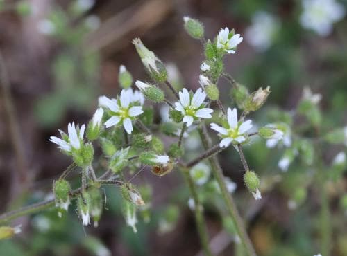 vårarv Cerastium semidecandrum