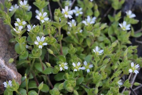 västkustarv Cerastium diffusum