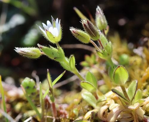 östkustarv Cerastium subtetrandrum