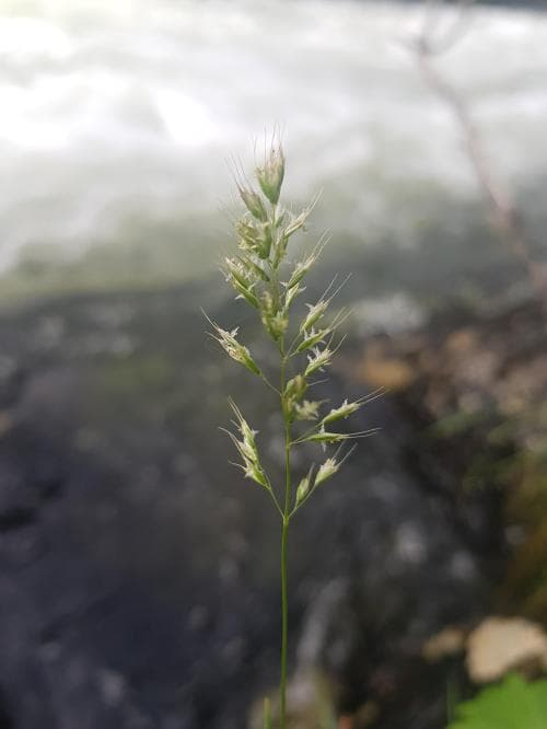 venhavre Trisetum subalpestre