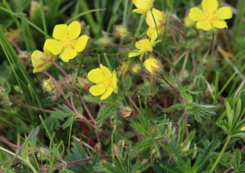 luddfingerört Potentilla heptaphylla