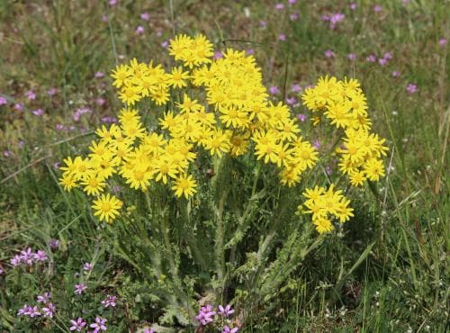 vårkorsört Senecio leucanthemifolius subsp. vernalis