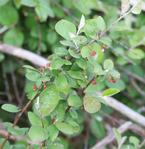 svartoxbär Cotoneaster niger