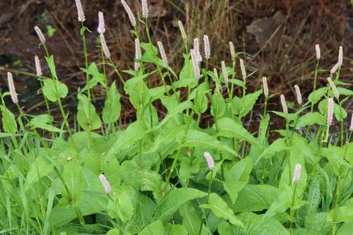 stor ormrot Bistorta officinalis