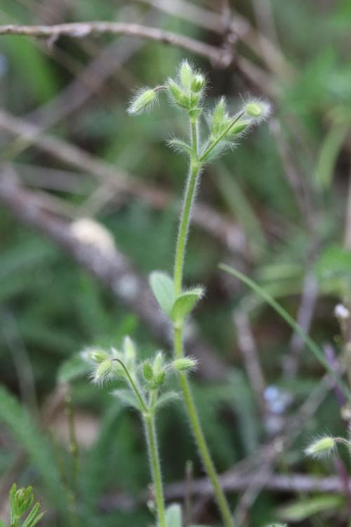 raggarv Cerastium brachypetalum