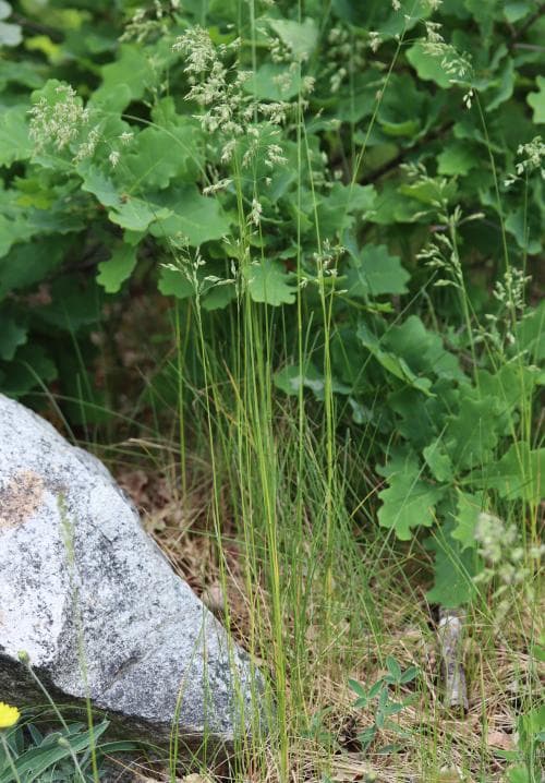 smalgröe Poa pratensis subsp. angustifolia