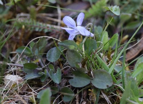 vanlig sandviol Viola rupestris subsp. rupestris