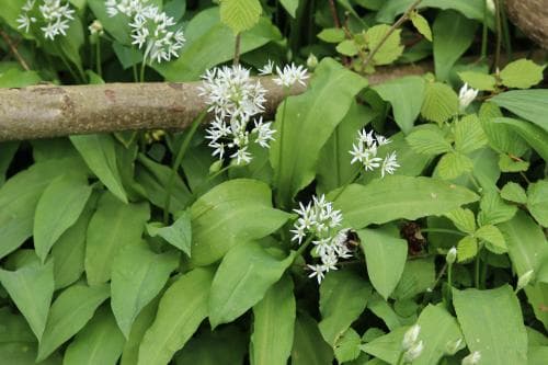 ramslök Allium ursinum