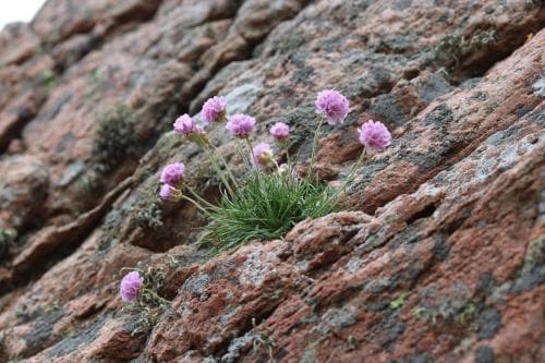 strandtrift Armeria maritima subsp. maritima