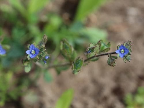 klibbveronika Veronica triphyllos