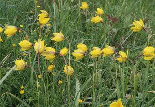 vildtulpan Tulipa sylvestris