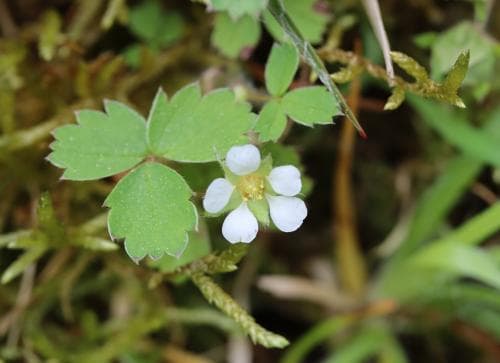 smultronfingerört Potentilla sterilis