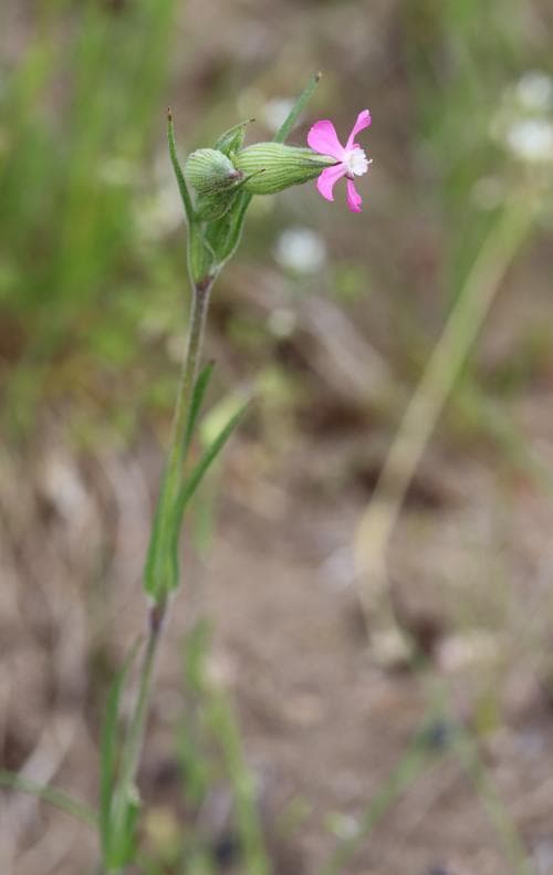 sandglim Silene conica