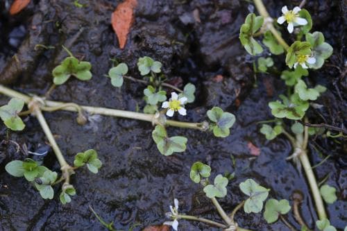 murgrönsmöja Ranunculus hederaceus