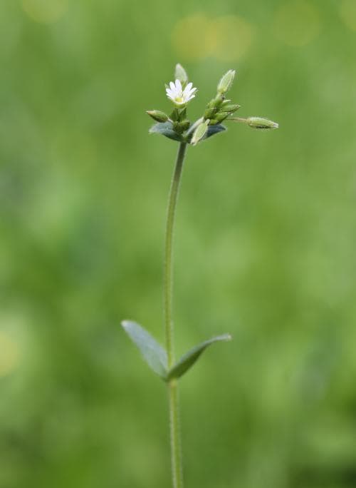 vanlig hönsarv Cerastium fontanum subsp. vulgare