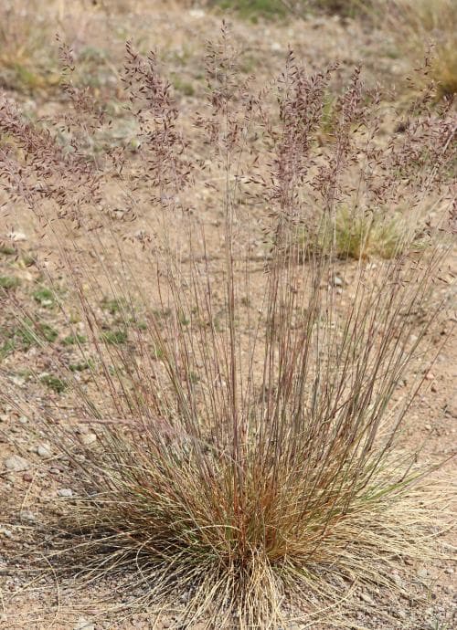 sandsvingel Festuca polesica