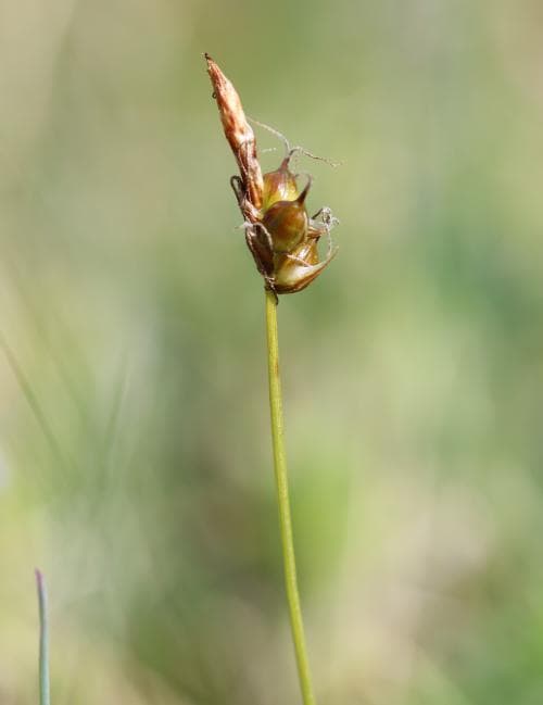 trubbstarr Carex obtusata