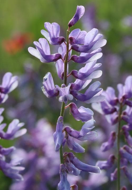 luktvicker Vicia tenuifolia