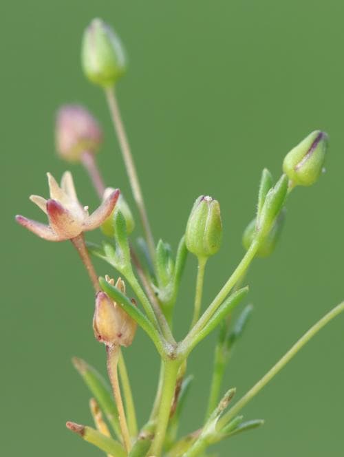 strandnarv Sagina maritima