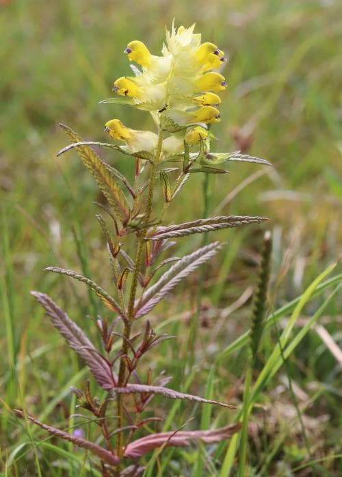 äkta höskallra Rhinanthus angustifolius subsp. grandiflorus