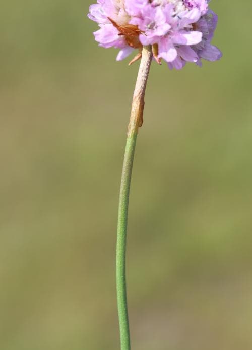 backtrift Armeria maritima subsp. elongata