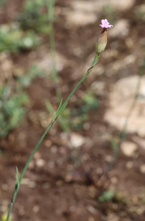 hylsnejlika Petrorhagia prolifera