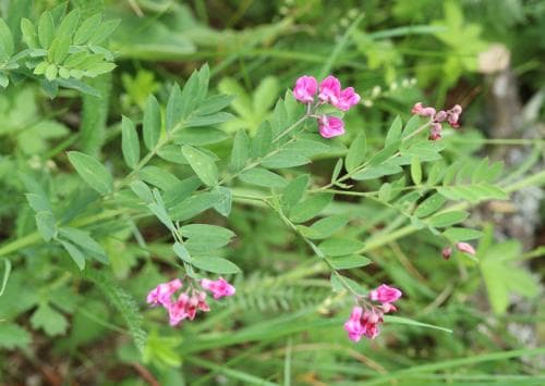 vippärt Lathyrus niger