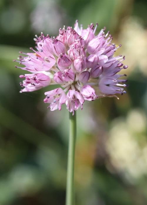 klipplök Allium lineare