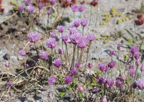 alvargräslök Allium schoenoprasum var. alvarense
