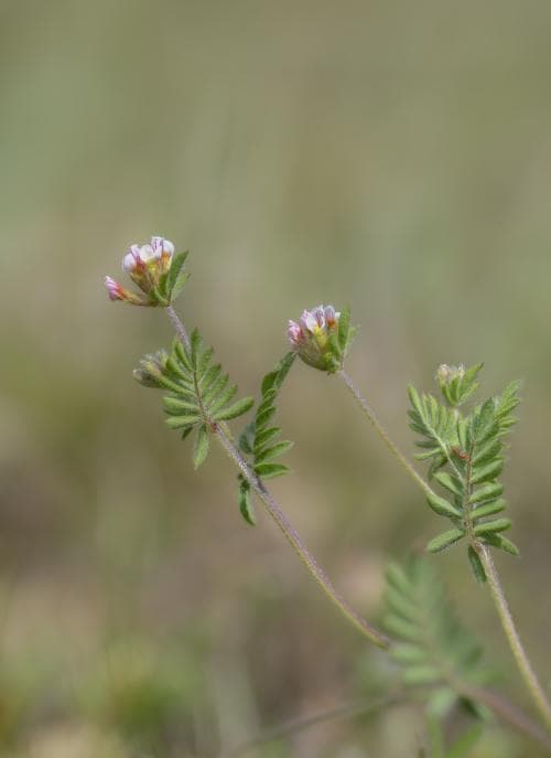 dvärgserradella Ornithopus perpusillus