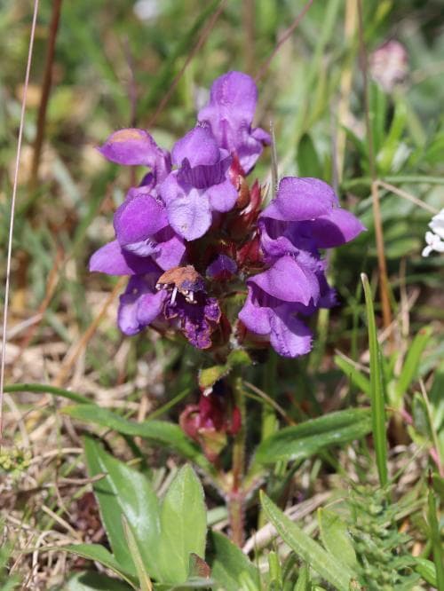 praktbrunört Prunella grandiflora