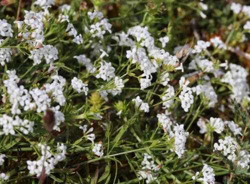färgmåra Asperula tinctoria