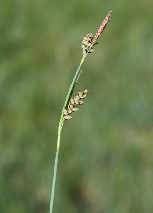 hirsstarr Carex panicea