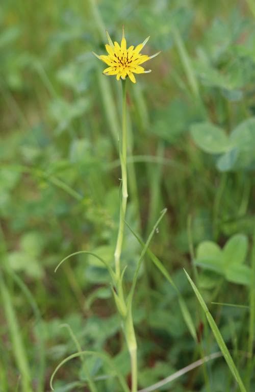 småhaverrot Tragopogon pratensis subsp. minor