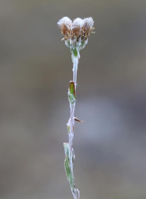 gråkattfot Antennaria alpina subsp. canescens