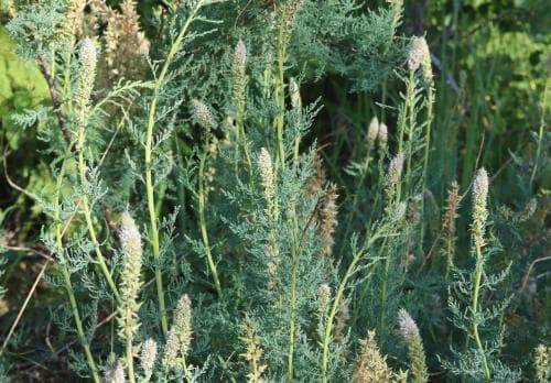 klådris Myricaria germanica
