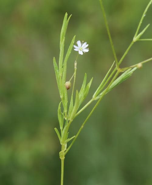 skogsstjärnblomma Stellaria longifolia
